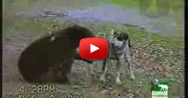 Videos divertidos de gatos